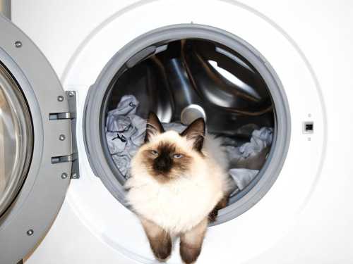 Щоб прання не обернулося ремонтом: які засоби не можна додавати в машинку-автомат