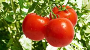 Выращивание помидор 