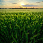 Добриво купити