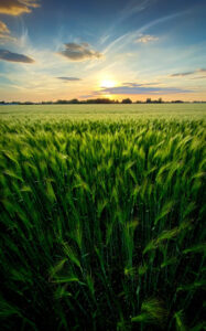 Добриво купити