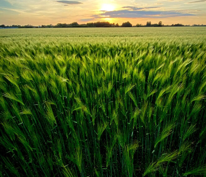 Добриво купити