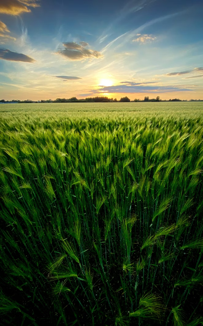 Добриво купити