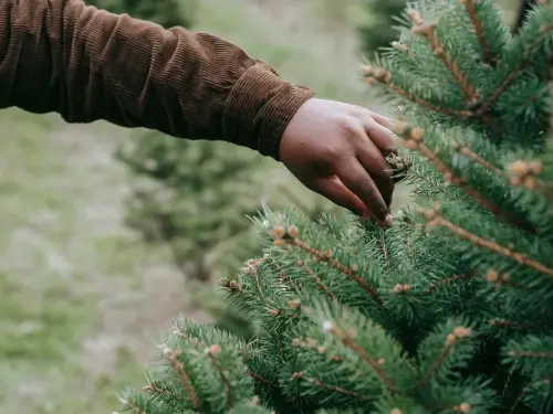 Українці менше купують справжні ялинки. Про це свідчать цифри Opendatabot.