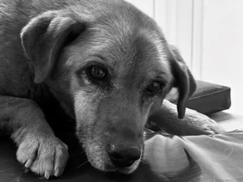 Вся країна підтримувала її. У Львові загинула собака, яку двічі збили.