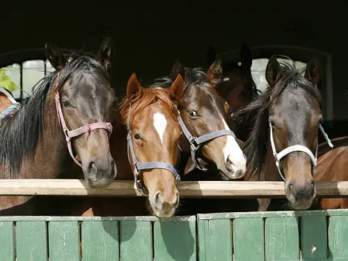 На захисті тварин стверджують: під час фестивалю в Прикарпатті коней лупцювали киями. Правоохоронці розслідують.