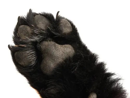 Скинули пса з вікна. На Хмельниччині з сьомого поверху викинули собаку захисника. Запис.