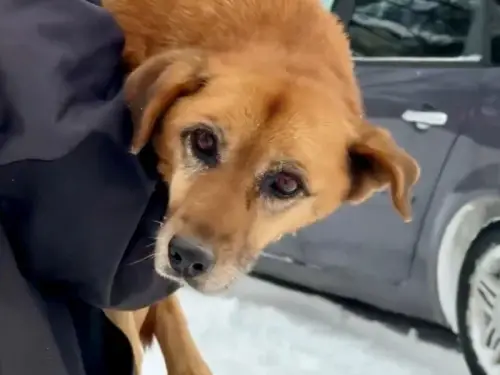 Під Львовом авто двічі наїхало на пса. Правоохоронці з’ясували, хто був за кермом. Запис.