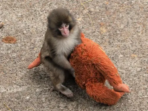 Дитинча мавпи всюди носить за собою плюшеву “маму”, бо справжня його покинула. Відео