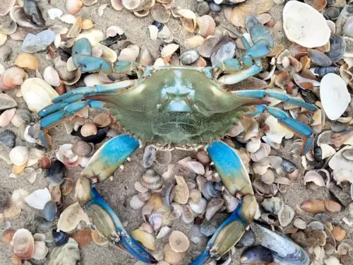 Вперше в Чорному морі: синій краб з американського узбережжя. Знімки та відео