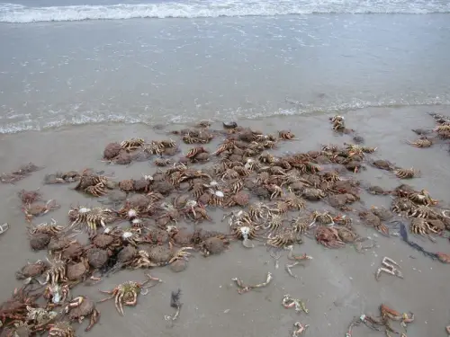 У Чорному морі: масова загибель крабів спричинена виливом мастила