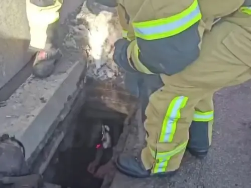 Крижані та потребували порятунку. У Києві визволили малюків з каналізаційного колектора. Запис.