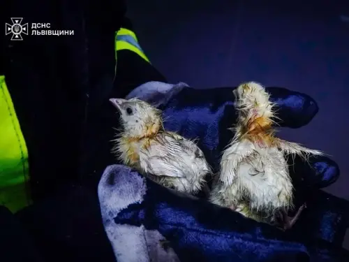 На Львівщині врятовано 23 тисячі курчат від смертельної пожежі. Зображення.