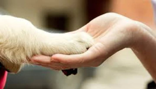 Зоопсихолог: хто це і коли звертатись?