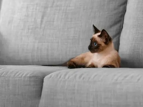 Таїланд: коти сприяють розвитку економіки.