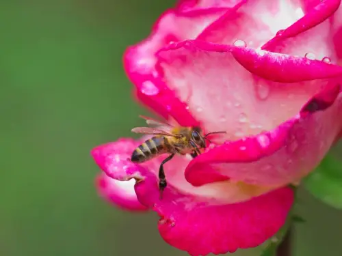 Опади, сніг з дощем, і температура вище нуля. Прогноз погоди в Україні на перші дні квітня