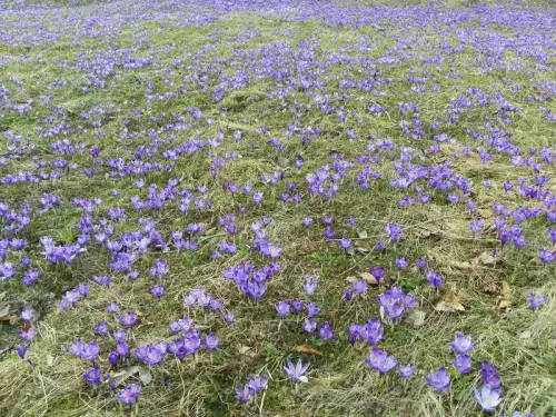 Весна бере гору. 8 березня в Україні очікується до +15 °C.