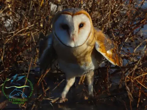 На Одещині випущено на волю рідкісну червонокнижну сову. Знімок.