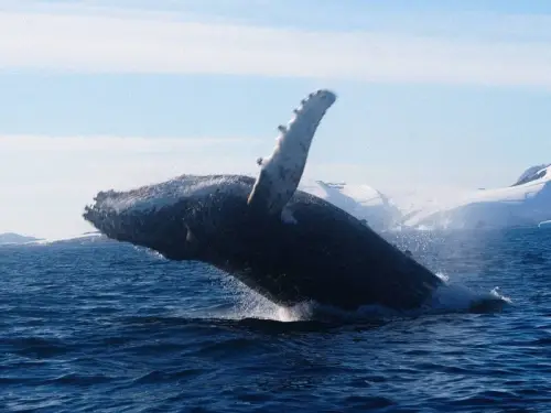 Горбач влаштував “фінальний виступ” українським дослідникам Арктики. Зображення.