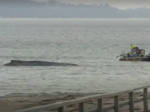 У Німеччині третій день триває операція з порятунку великого кита на узбережжі Балтії