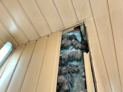 Під балконом у Харкові знайшли близько 900 зимуючих кажанів. Знімки та відеоматеріали.