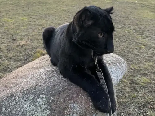 На Київщині скоро покажуть унікальне маля амурського барса. У чому його особливість?