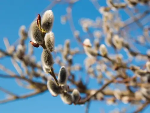 У Вербну неділю – як на Великдень. Які погодні умови очікувати цими…