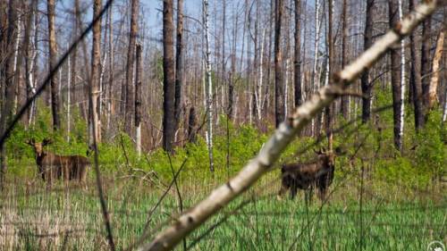 За оцінками Мінекономіки, збитки від нелегального використання транспорту та джипінгу на територіях заповідників у 2026 році сягнуть 1,4 мільйона гривень.