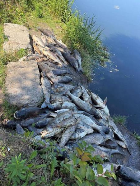 Витік стічних вод на Київщині спричинив масовий мор риби