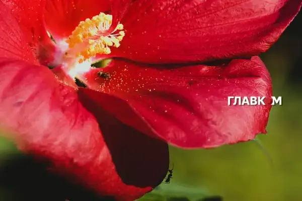 Спека до 31° та надзвичайна пожежна небезпека: прогноз погоди на 11 серпня