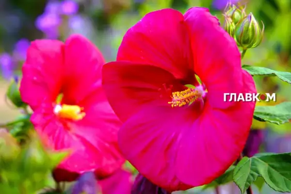 17 серпня в Україні – спека до +31°C та зливи на заході