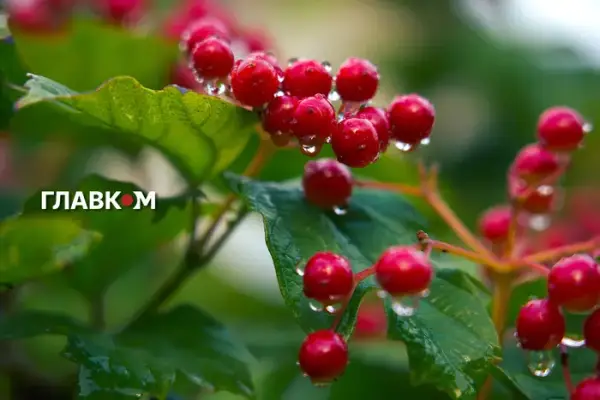 Тепло до +30°C, на заході – грози та шквали: прогноз погоди на 29 серпня