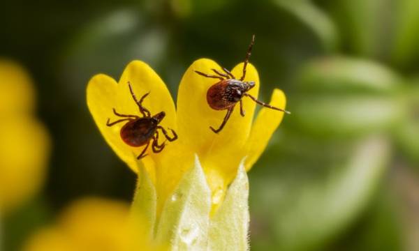 Який одяг захистить від кліщів: дослідження дали відповідь