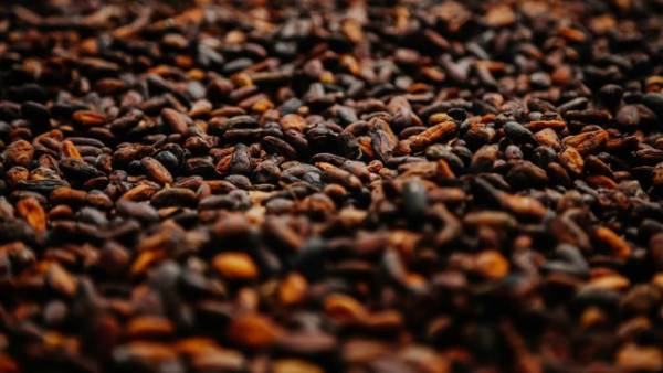 Гана очікує падіння врожаю какао на 13%