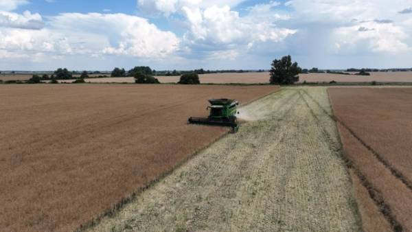 USDA: урожай зернових в Україні зросте на 3,7 млн тонн, експорт скоротиться на 2,2 млн тонн