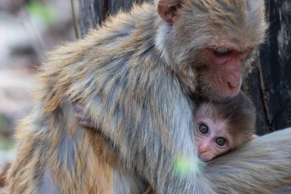 Три ліки елімінували ВІЛ у макак, готуючись до випробувань на&hellip;