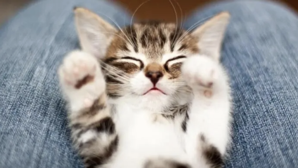 Purina: де знайти експертні поради для власників тварин