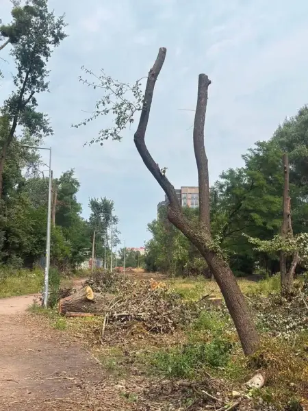 Спілка архітекторів: 11 дерев замість 600 на Теремках – реальна альтернатива