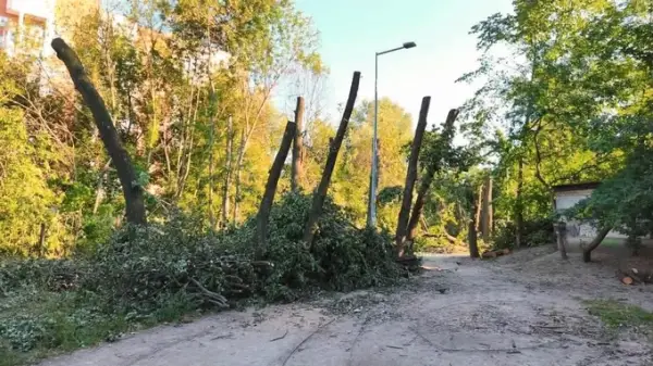 КМДА пояснила вирубку лісу на Теремках вимушеною необхідністю