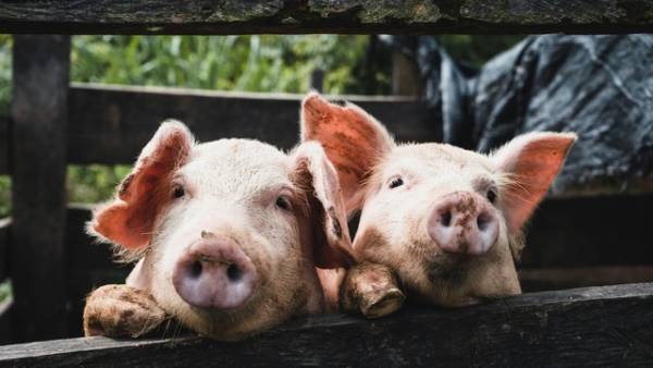 KSG Agro наростив прибуток удвічі на тлі падіння виторгу