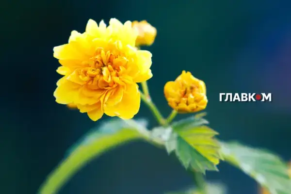 На більшу частину України суне 37-градусна спека, захід накриють грози
