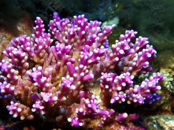 Червоне море: пробіотики врятували корали від вибілювання у спеку