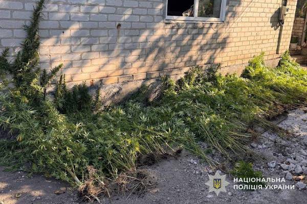 На Дніпровщині чоловік вирощував майже 260 кущів конопель