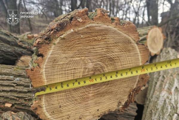 Вилучені знаряддя та деревина